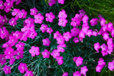 Bahçe taşlarındaki çiçekler dekor bitkileri