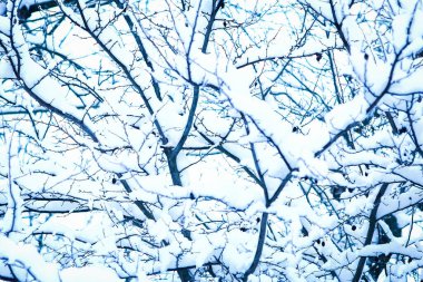 Parkın arka planında karla kaplı bir ağaç.