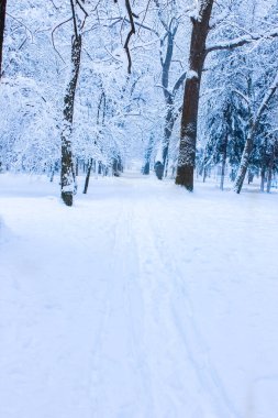 güzel park orman kış açık havada