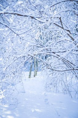 güzel kış orman Park niteliğine
