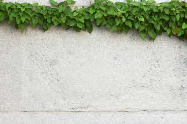 yeşil yaprak çerçevesi gri arkaplanda bitki örtüsü