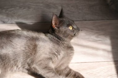 güzel bir gri kedi portresi.