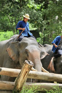 Filler ve insanlar. Tropikal ormanların arasındaki fil köyünün güzel manzarası. Tayland, Chiang Mai. 01.02.2012.