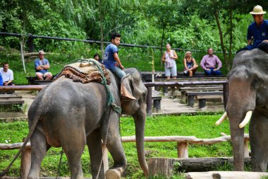 Filler ve insanlar. Tropikal ormanların arasındaki fil köyünün güzel manzarası. Tayland, Chiang Mai. 01.02.2012.