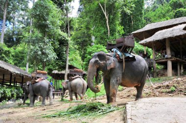 Filler ve insanlar. Tropikal ormanların arasındaki fil köyünün güzel manzarası. Tayland, Chiang Mai. 01.02.2012.