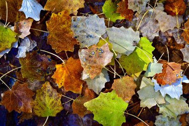 Göz kamaştırıcı renkli çok renkli sonbahar yapraklarının yakın çekimi. Sonbahar konsepti.