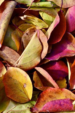 Yakın planda renkli sonbahar kompozisyonu. Sonbahar yapraklarının güzel manzarası. 