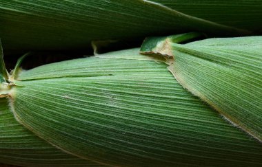 Yeşil mısır koçanları olan güzel bir kompozisyon. Makro.