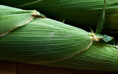 Yeşil mısır koçanları olan güzel bir kompozisyon. Makro.