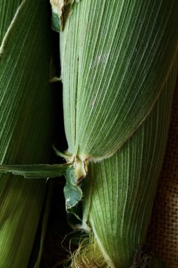 Yeşil mısır koçanları olan güzel bir kompozisyon. Makro.