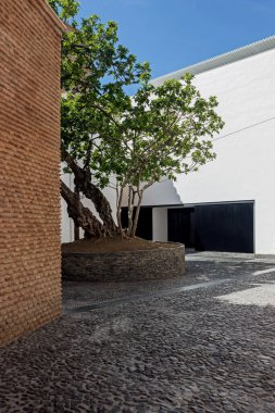Malaga, İspanya 'daki Picasso Müzesi avlusunda incir ağacı. 