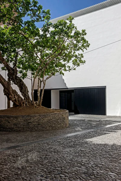 fig tree at Picasso museum courtyard in Malaga, Spain