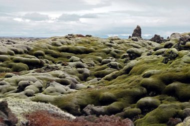 İzlanda 'da yeşil yosun lav tarlası manzarası