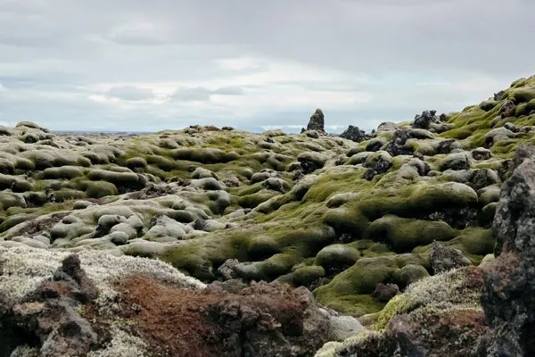 İzlanda 'da yeşil yosun lav tarlası manzarası