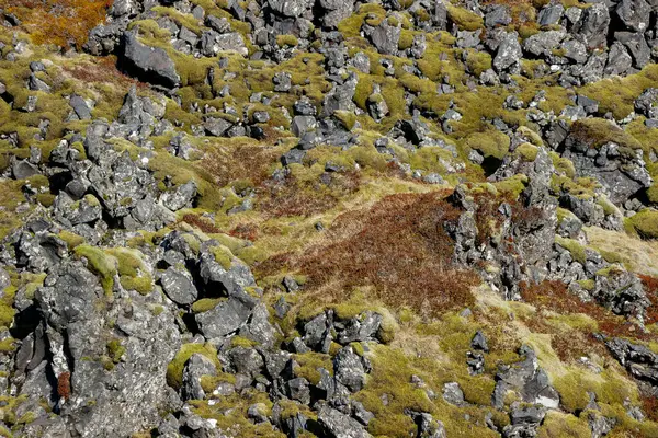 アイスランドの緑のモスフィールドと火山の風景 ロイヤリティフリーのストック画像