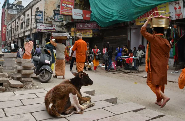Varanasi India November 2022 Utsikt Över Cow Blocking Narrow Alley Stockbild
