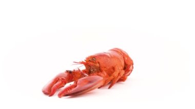 Whole red boiled lobster. Rotating on the turntable. Isolated on the white background. Close-up.