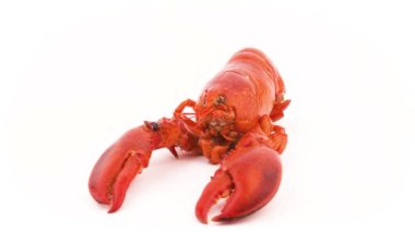 Macro shooting of whole red boiled lobster. Rotating. Isolated on the white background. Close-up.