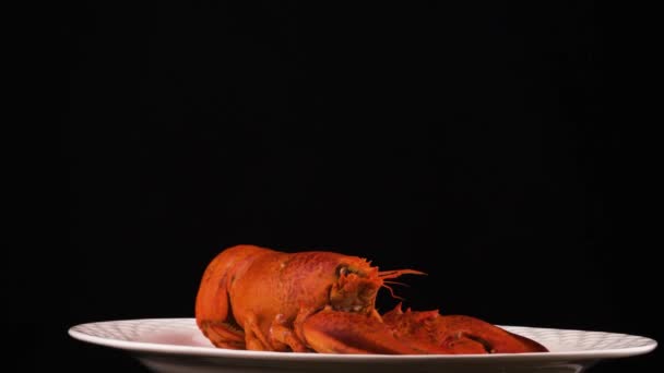 Whole Red Boiled Lobster White Plate Rotating Isolated Black Background — 비디오