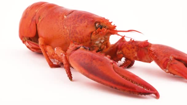 Red Boiled Lobster Head Claws Close Rotating Isolated White Background — Stockvideo