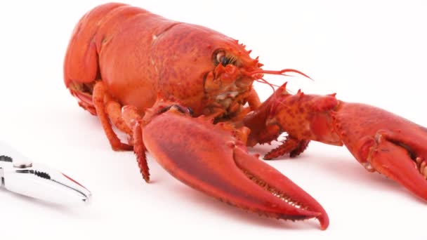 Red Boiled Lobster Head Claws Close Metal Lobster Cracker Fork — Stockvideo