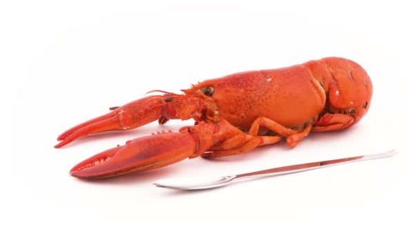 Red Boiled Lobster Head Claws Close Metal Lobster Cracker Fork — Vídeo de Stock