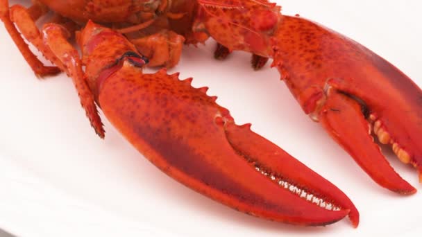 Macro Shooting Boiled Lobster Claws Slowly Rotating Isolated White Background — Stockvideo