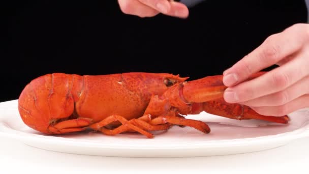 Red Boiled Lobster White Plate Isolated Black Background Man Hands — Stok Video