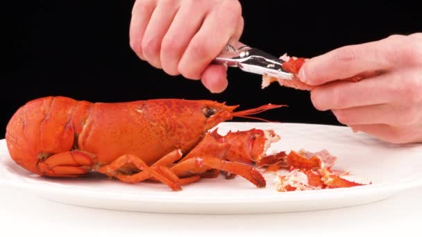Man Hands Using Lobster Cracker Crack Claws Shell Getting Fresh — Vídeo de Stock