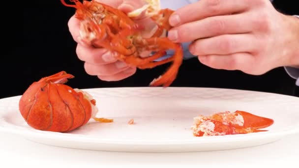 Man Hands Pulls Legs Boiled Lobster White Plate Isolated Black — Vídeo de Stock