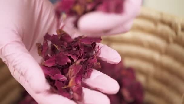 Close View Dried Rose Petals Girl Hands — 图库视频影像