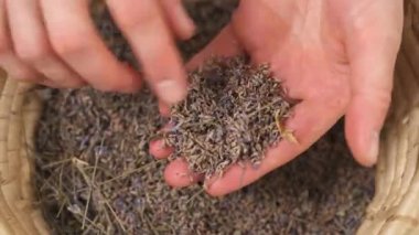 A close-up view of woman's hands taking and searching in palms the dried lavender flowers. Holding not broken lavender inflorescence in hands.