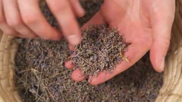 Close View Woman Hands Taking Searching Palms Dried Lavender Flowers — Video