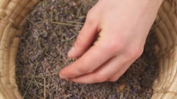 Een Close Van Handen Van Vrouw Houden Palmen Gedroogde Lavendel — Stockvideo