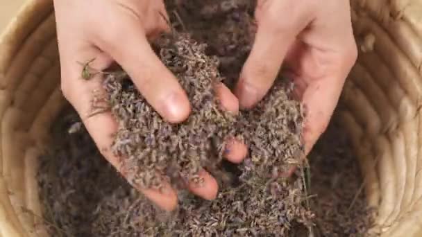 Close View Woman Hands Touching Twisting Palms Dried Lavender Flowers — Video