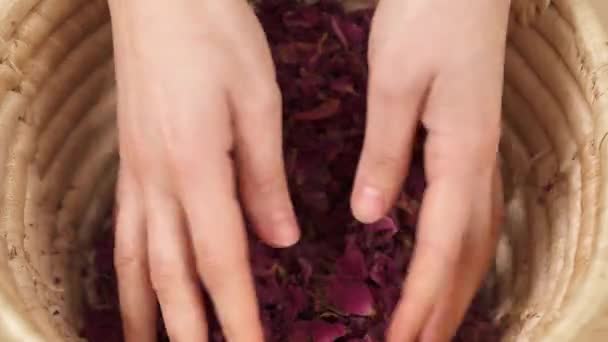 Крупним Планом Жіночі Руки Торкаються Скручуються Долонях Висушені Пелюстки Троянд — стокове відео