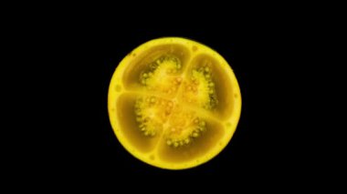 Solanum quitoense 'in en üst görüntüsü naranjilla meyvesidir. Pikapta yarı yarıya döndürülmüş, siyah arka planda izole edilmiş..