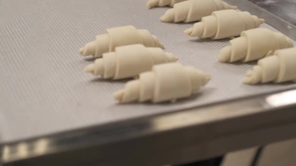 Bottom Top Shot Expert Baker Placing Raw Croissants Tray Baking — Stock Video