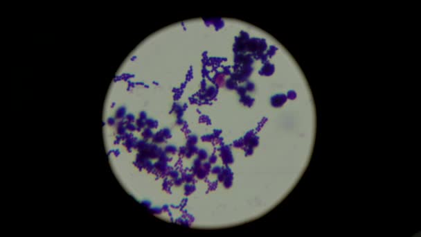 Стафілококові Бактерії Під Мікроскопом Зразок Анаеробного Організму Концепція Лабораторних Досліджень — стокове відео