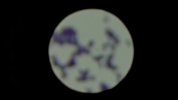 Una Toma Cambio Foco Bacteria Estafilococo Bajo Microscopio Muestra Organismo — Vídeos de Stock