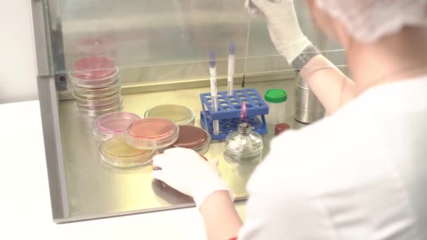 实验室科学家在层流空气箱中进行微生物学测试 使用酒精燃烧器在实验室工作的专业技术人员 — 图库视频影像