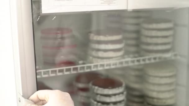 Primer Plano Del Tecnólogo Médico Tomando Placas Petri Laboratorio Microbiología — Vídeos de Stock
