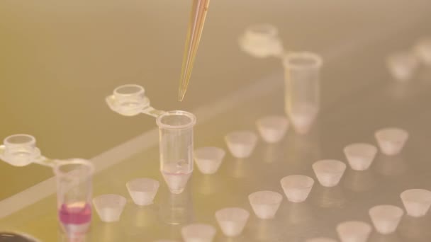 Zbliżenie Laboratorium Wypełniającego Probówkę Niezbędną Objętością Próbki Biologicznej Rurki Mikropłytce — Wideo stockowe