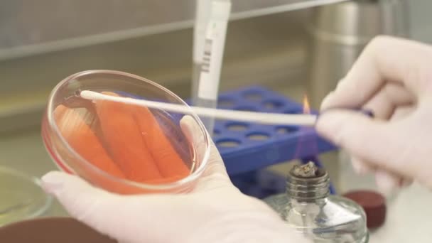 Naukowiec Jałowym Wymazem Pobierającym Bakterie Agaru Petri Wideo Demonstracyjne Bliska — Wideo stockowe