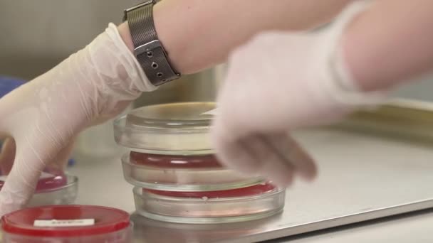 Close Tecnólogo Médico Colocando Placas Petri Uma Mesa Laboratório Microbiologia — Vídeo de Stock