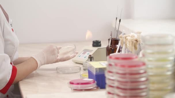滅菌された綿棒を持つ科学者は 寒天ペトリ皿から細菌を取り出す 研究室で働くプロの技術者 ヒトの生体試料を調べる — ストック動画