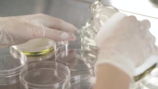 Primer Plano Del Científico Laboratorio Vertiendo Reactivo Especial Placas Petri — Vídeos de Stock