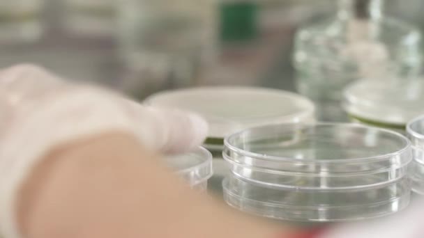 Närbild Laboratorietekniker Som Häller Flytande Reagens Petriskålar Forskningslabbet Bioteknik Vetenskaplig — Stockvideo