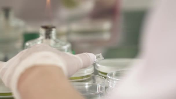 Närbild Laboratorietekniker Öppna Petriskål Och Fylla Den Med Kemiska Ämnen — Stockvideo