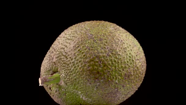 Jackfruit Diisolasi Pada Latar Belakang Hitam Berputar Meja Putar Video — Stok Video